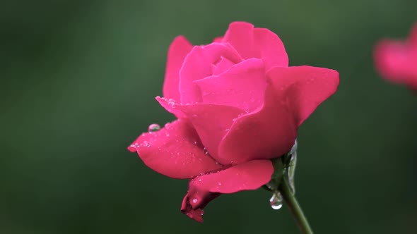 Beautiful Pink Rose on Dark Blurred Background.