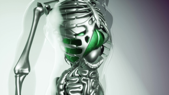 Human Liver Model with All Organs and Bones alt