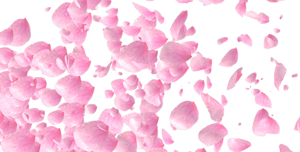Rose Petals alt