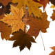 Autumn Leaves Transition - VideoHive Item for Sale