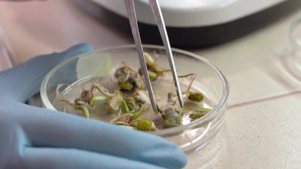 The Hand of the Lab Technician Takes a Plant with Tweezers for Testing