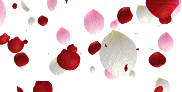 Rose Petals Falling alt