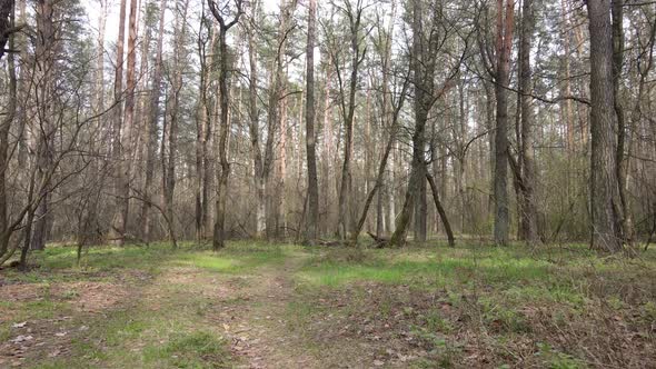 Aerial View of the Road Inside the Forest