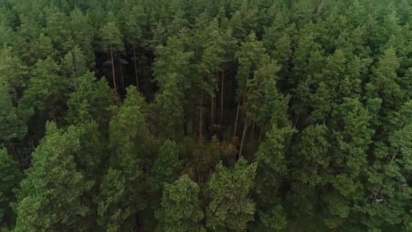 Aerial Nature View of Green Wild Forest