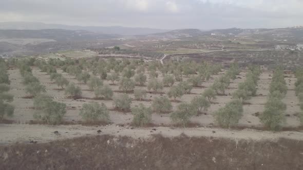 A view of croplands by the hills of Arraba Palestine Middle East