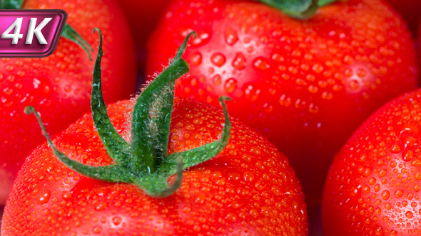 Freshly Pickled Tomatoes