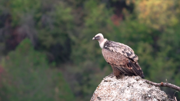 Vulture Standing on Top of Rock