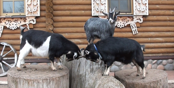 House Goats