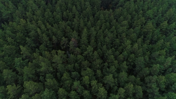 Aerial Nature View of Green Wild Forest