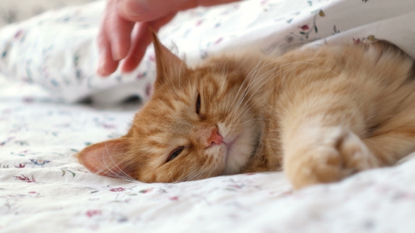 Cute Ginger Cat Lying in Bed Men Strokes Fluffy Pet It Purrs