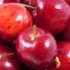 Berries of Sweet Cherry - VideoHive Item for Sale