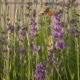 Butterflies Fly into a Garden - VideoHive Item for Sale
