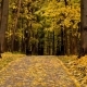 Park Landscape at Autumn - VideoHive Item for Sale