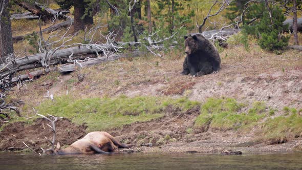 Grizzly Bear with a recently killed elk in Yellowstone National Park