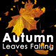 Autumn Leaves Falling - VideoHive Item for Sale