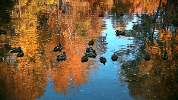 Many Ducks Swimming in the Autumn Pond