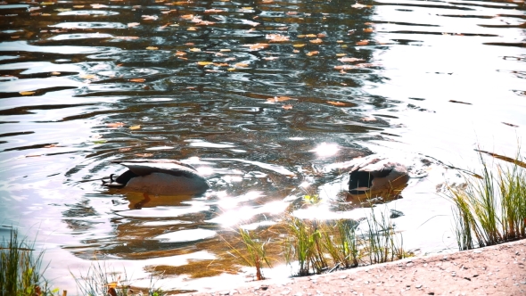 Many Ducks Swimming in the Autumn Pond