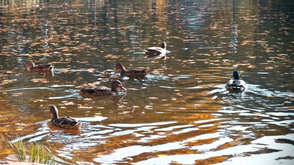 Many Ducks Swimming in the Autumn Pond