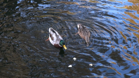 Feed the Ducks in the Autumn Pond