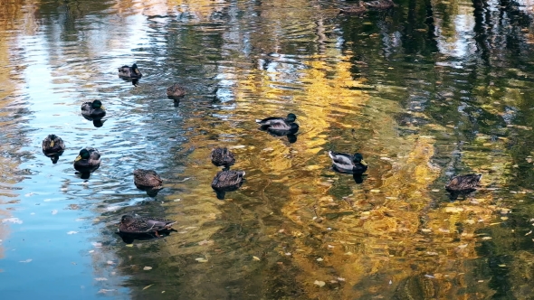 Many Ducks Swimming in the Autumn Pond