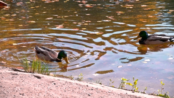 Many Ducks Swimming in the Autumn Pond