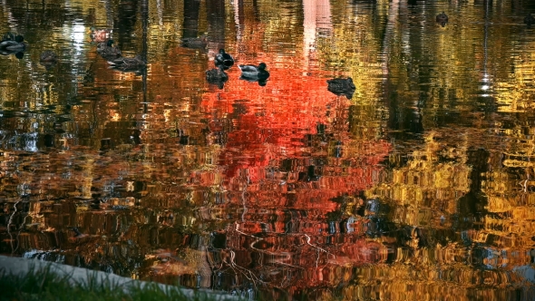 Many Ducks Swimming in the Autumn Pond