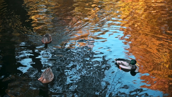 Many Ducks Swimming in the Autumn Pond