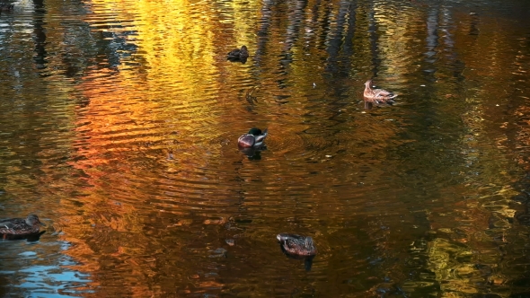 Many Ducks Swimming in the Autumn Pond