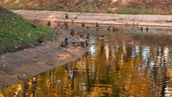 Many Ducks Swimming in the Autumn Pond