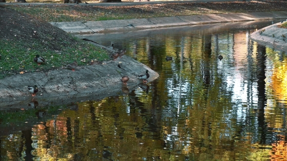 Many Ducks Swimming in the Autumn Pond