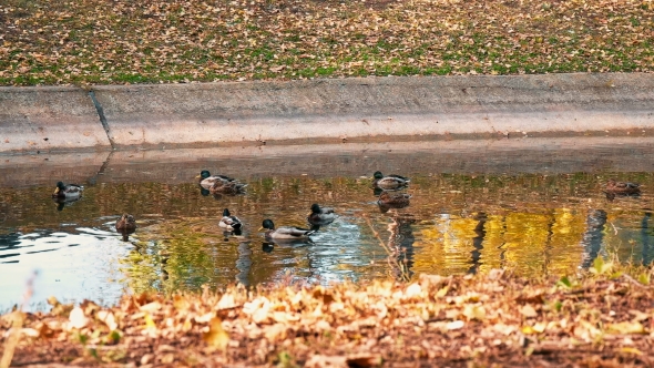 Many Ducks Swimming in the Autumn Pond