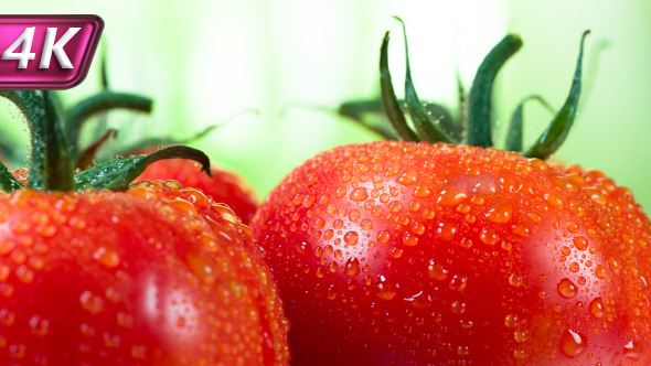 Lots of Ripe Tomatoes