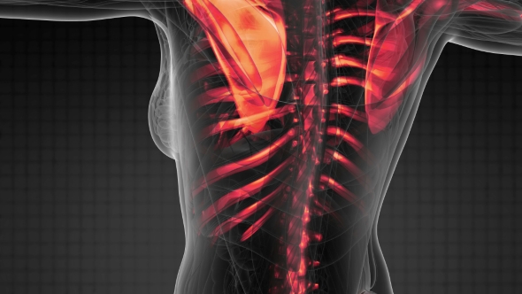 Human Body with Visible Skeletal Bones alt