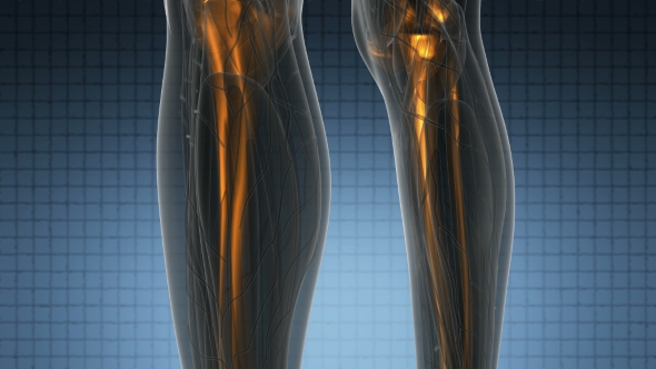 Human Body with Visible Skeletal Bones alt