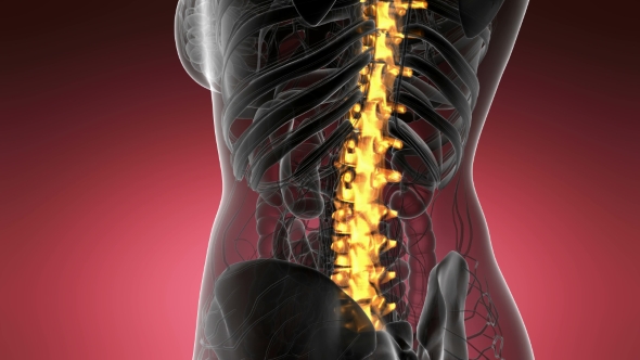 Backache in Back Bones alt