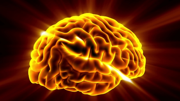 Anatomy of Human Brain alt