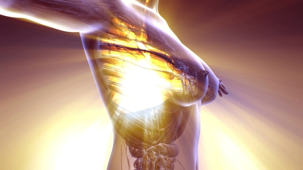 Human Body with Visible Lungs alt