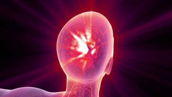 Anatomy of Human Brain alt