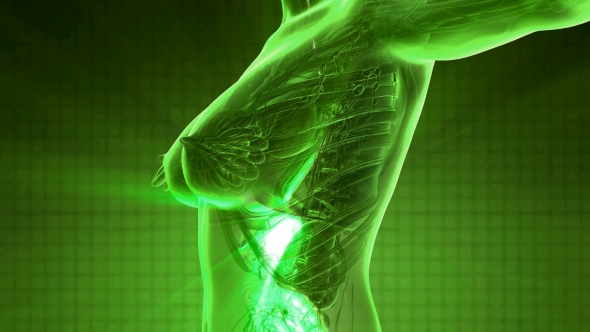 Human Body with Visible Digestive System alt