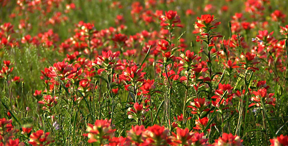 Indian Paintbrush Flowers