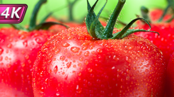 Tomatoes on the Bright Background