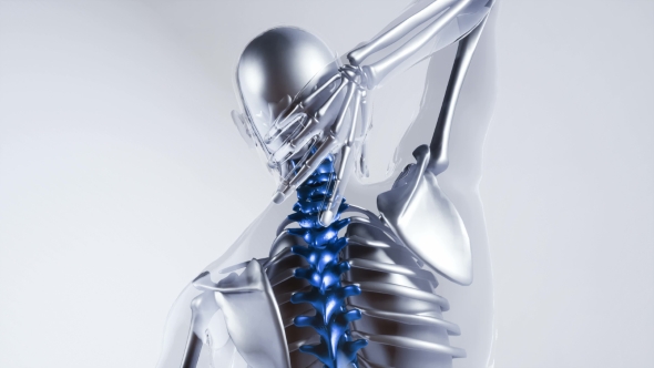 Human Spine Skeleton Bones Model with Organs alt