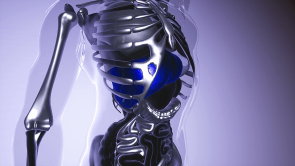 Human Liver Model with All Organs and Bones alt