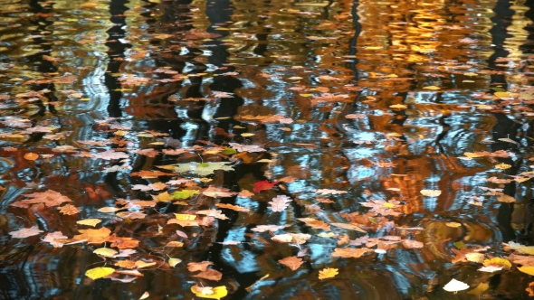 Duck Floats in the Autumn Pond