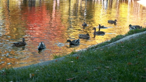 Many Ducks Swimming in the Autumn Pond