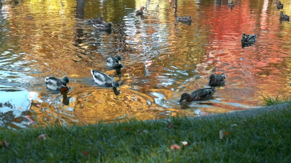 Many Ducks Swimming in the Autumn Pond