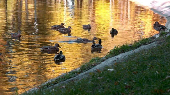 Many Ducks Swimming in the Autumn Pond