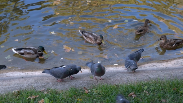 Many Ducks Swimming in the Autumn Pond