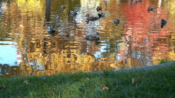 Many Ducks Swimming in the Autumn Pond