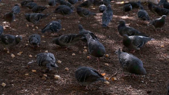 a Lot of Pigeons in the Park Pecking Grain